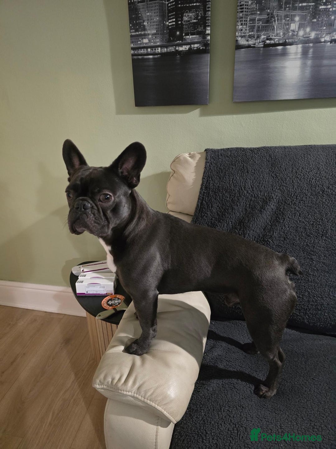 French Bulldog dogs for sale: French Bulldog Male 2.5 Years Old - Advert 2