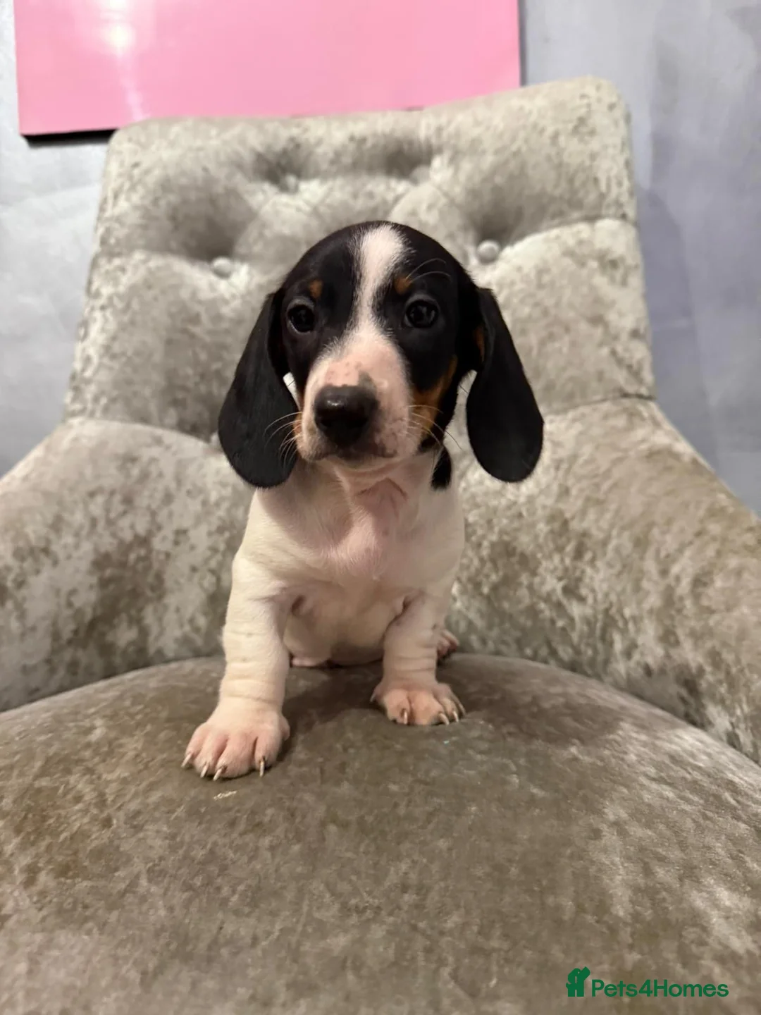 Miniature Dachshund dogs for sale: REDUCED Venus Rocket and Comet piebald dachshunds  - Advert 21