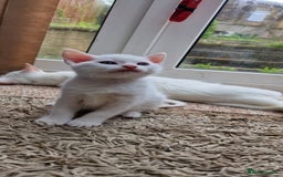 Mixed Breed cats for sale: White kittens. Ready Now. £150 each - Image 14