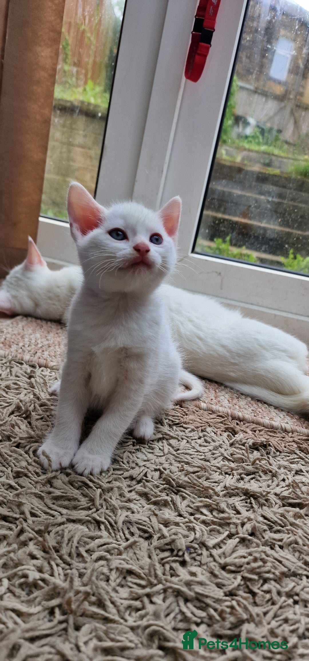 Mixed Breed cats for sale: White kittens. Ready Now. £150 each - Image 14