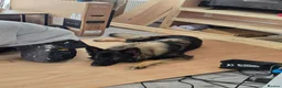 German Shepherd dogs for stud: 2year old Male for stud  - Advert 17