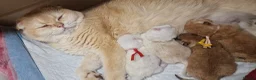 Scottish Fold cats for sale: Scottish fold and straight girls - Advert 38