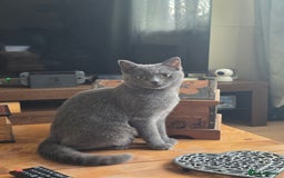 Scottish Fold cats for sale: Scottish Fold kittens  - Image 10