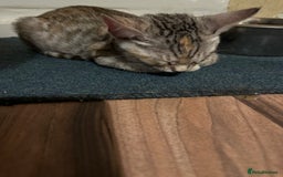 Mixed Breed cats for sale: Crossed BENGALS  - Image 35
