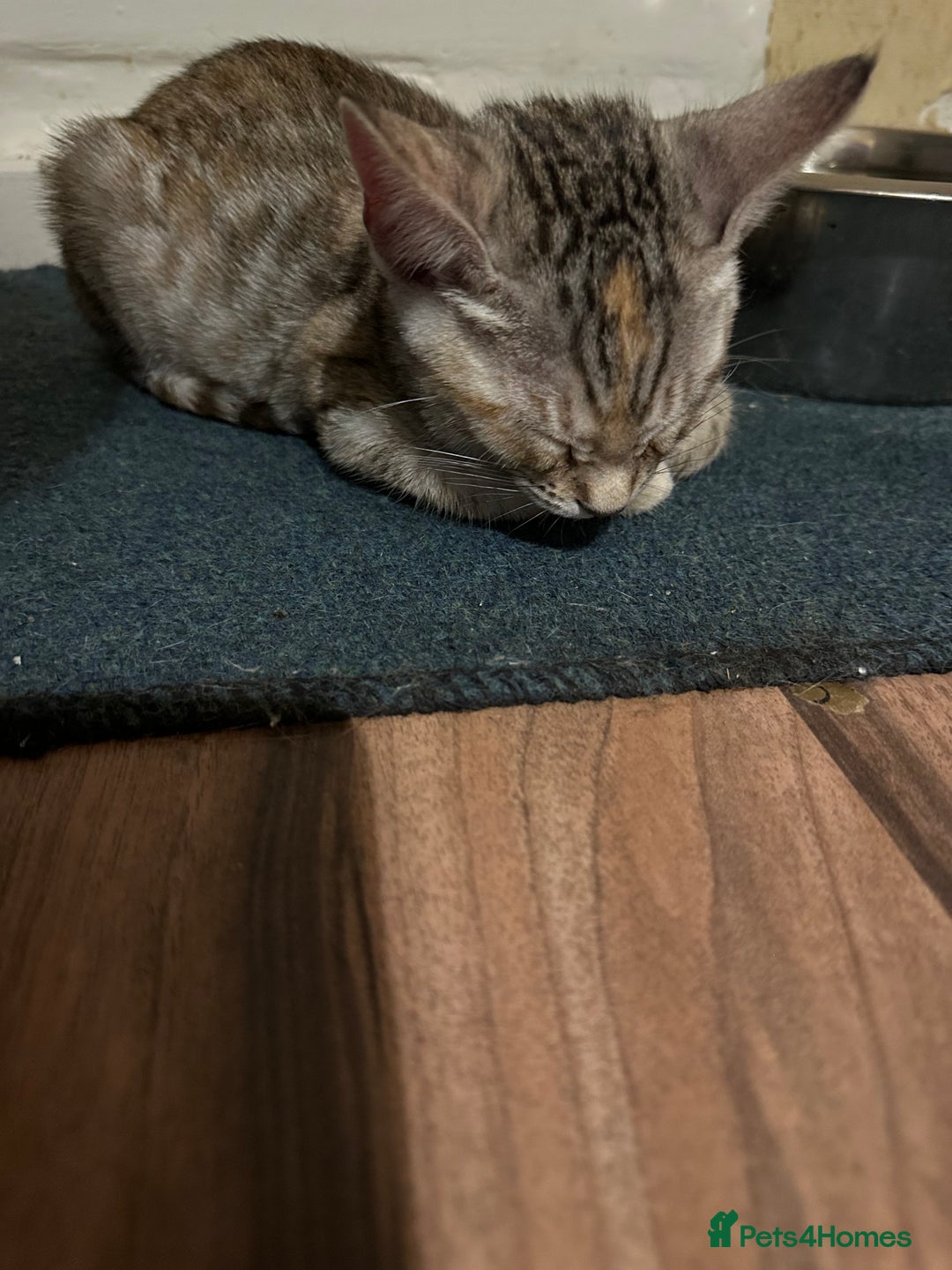 Mixed Breed cats for sale: Crossed BENGALS  - Image 35