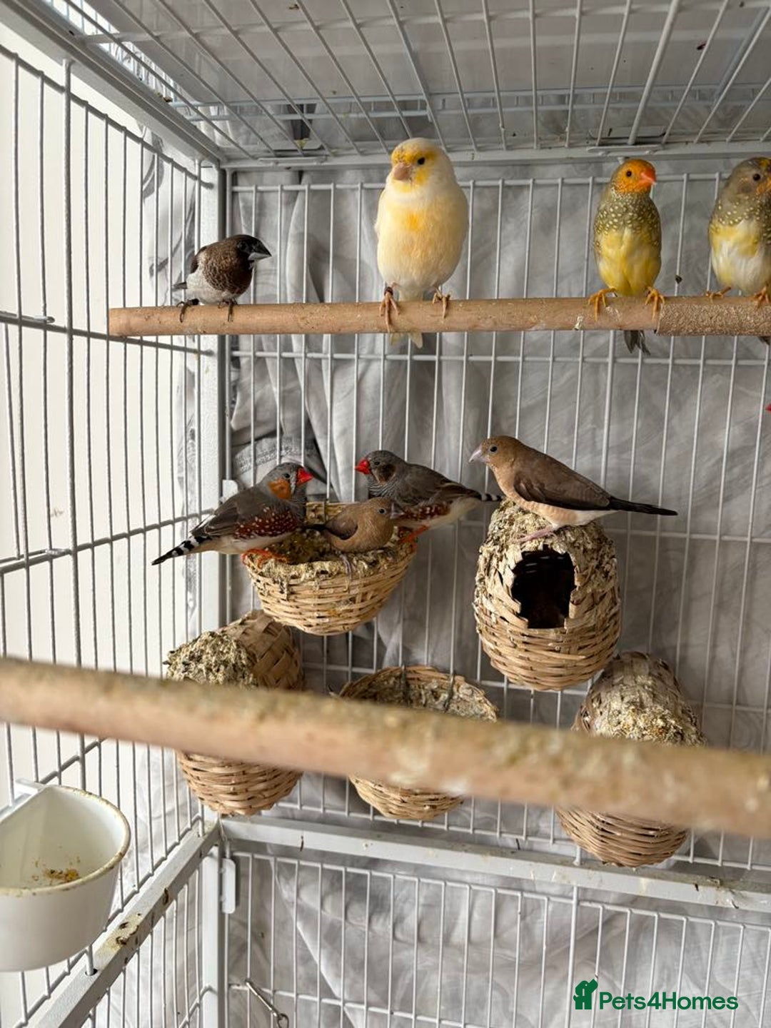 Canaries birds for sale: Bird Cage and Birds - Image 9