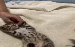 Bengal cats for sale: Beautiful bengals  - Advert 20