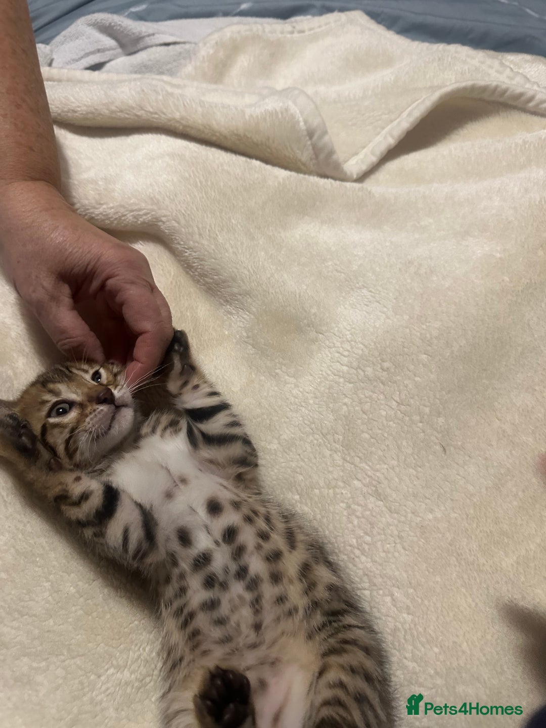 Bengal cats for sale: Beautiful bengals  - Advert 20