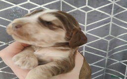 Cocker Spaniel dogs for sale: Show Type Cocker Spaniels Health Tested Parents  - Image 9