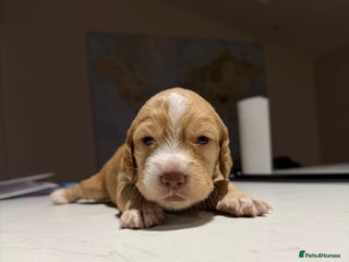 Cocker Spaniel dogs Working cocker spaniel pups 4 boys 1 girl left - Advert 2