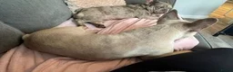 French Bulldog dogs for sale: 2 sisters that are 4 year old French Bulldog - Advert 2