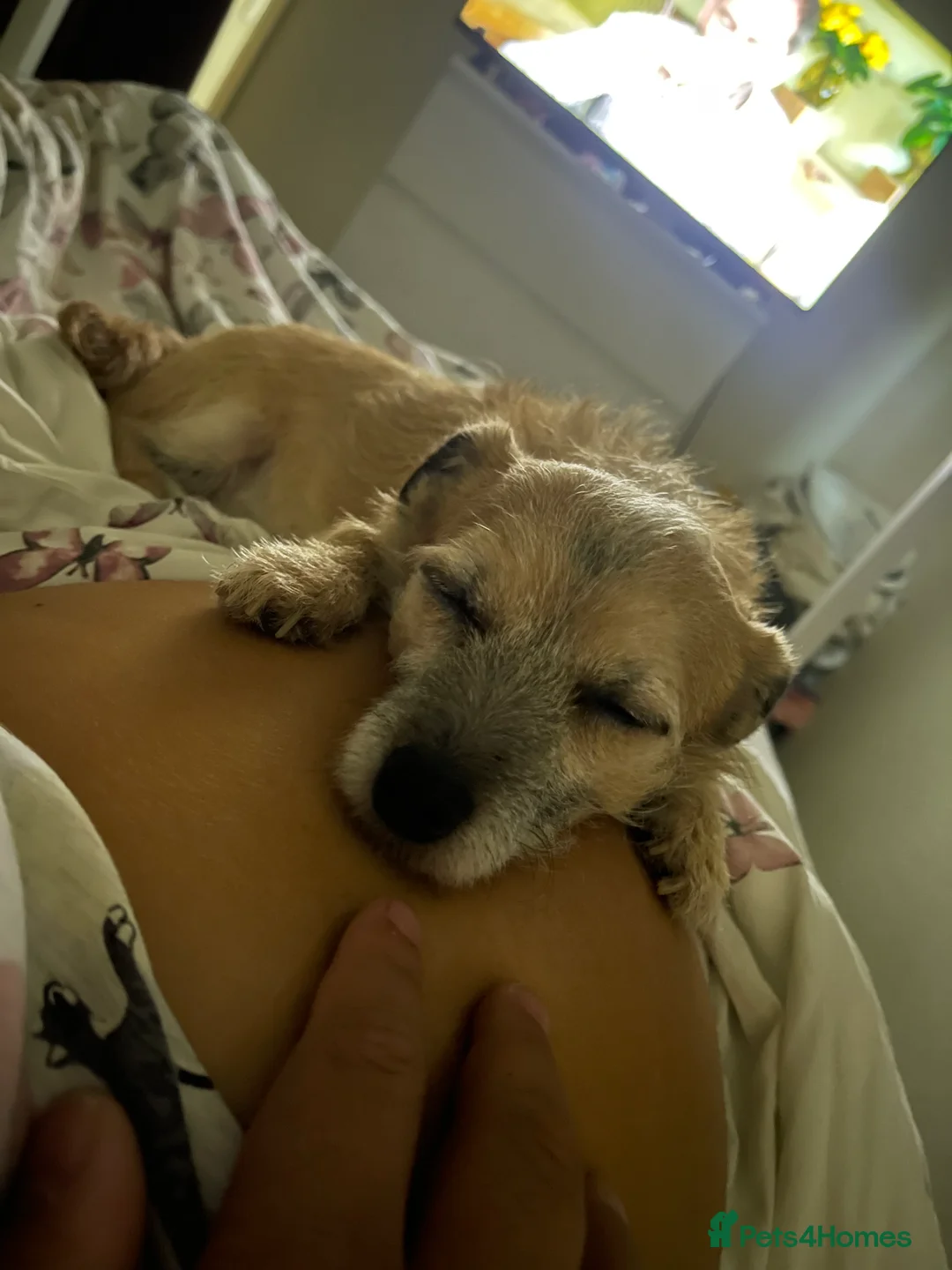 Mixed Breed dogs for sale: Dog for adoption  - Advert 2