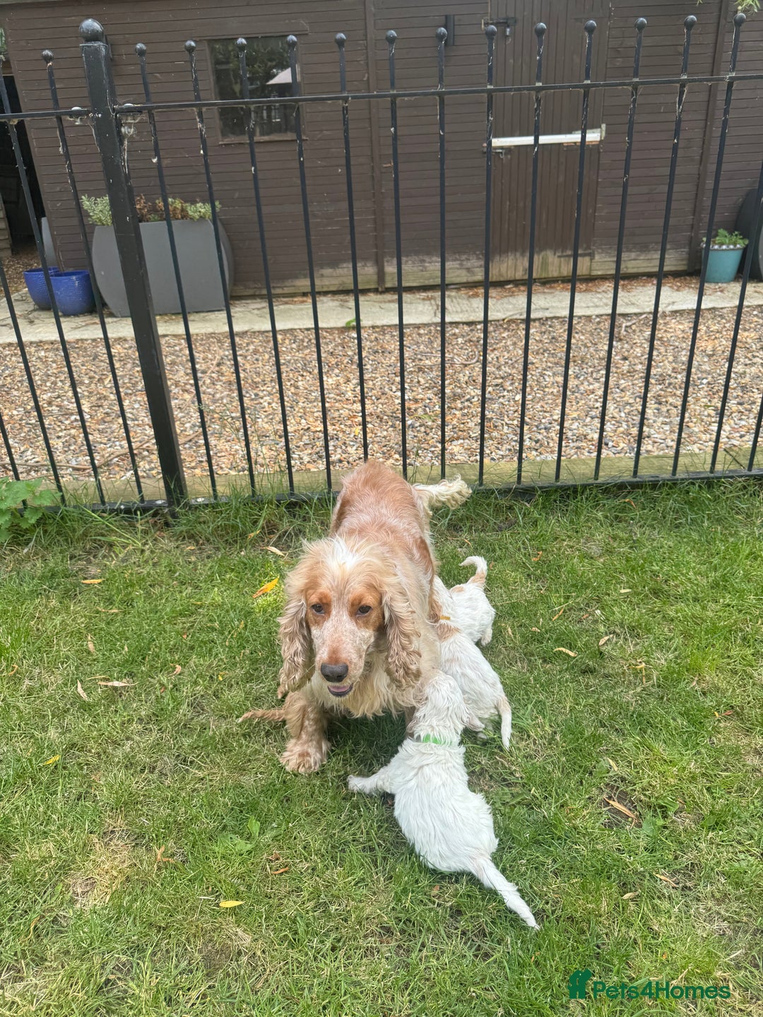 Cockapoo dogs for sale: F1 cockapoo  - Image 8