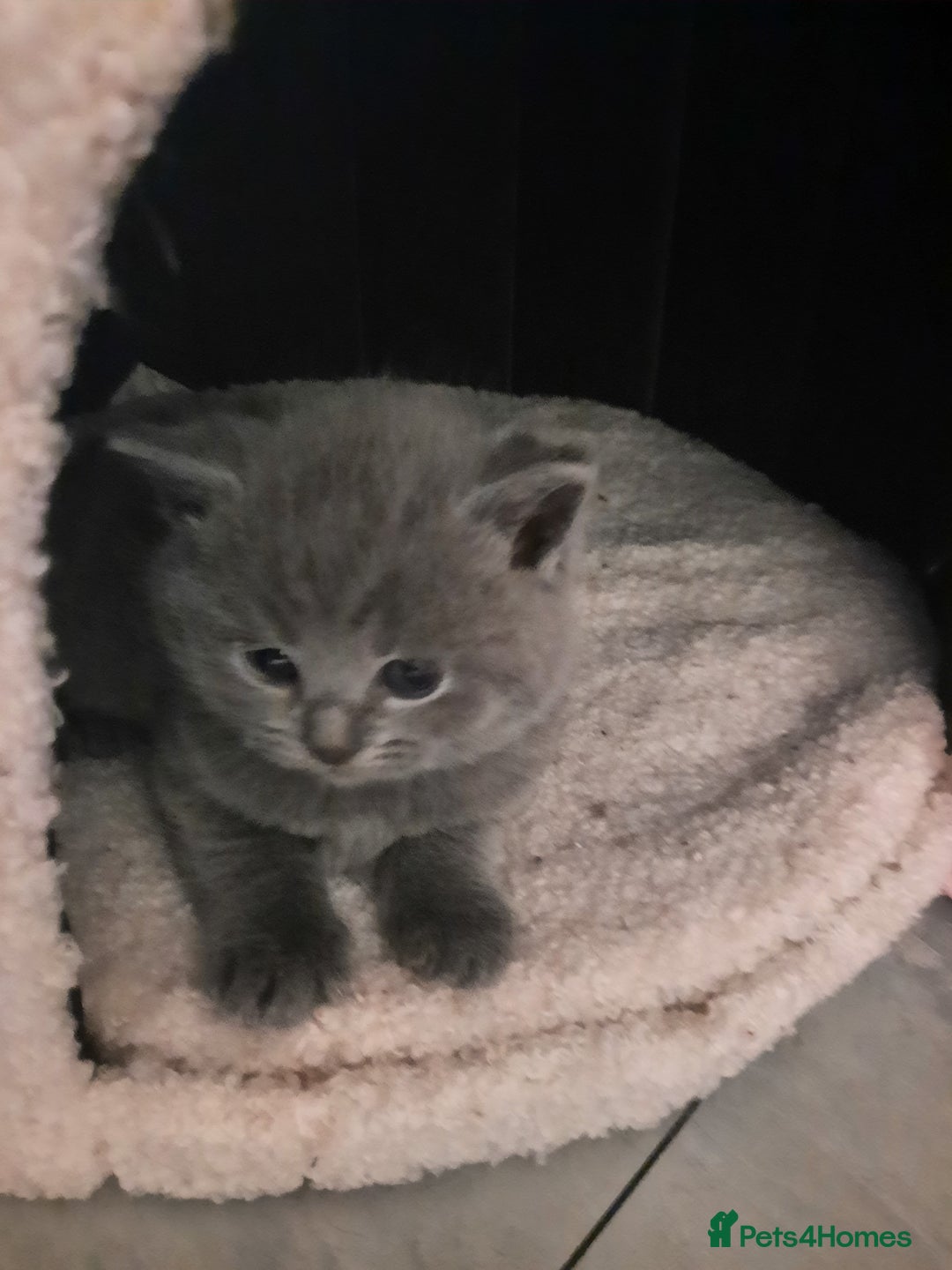 British Shorthair cats for sale: British shorthair kittens  - Advert 12