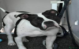 American Bulldog dogs for sale: Gorgeous American bulldog male  - Image 4