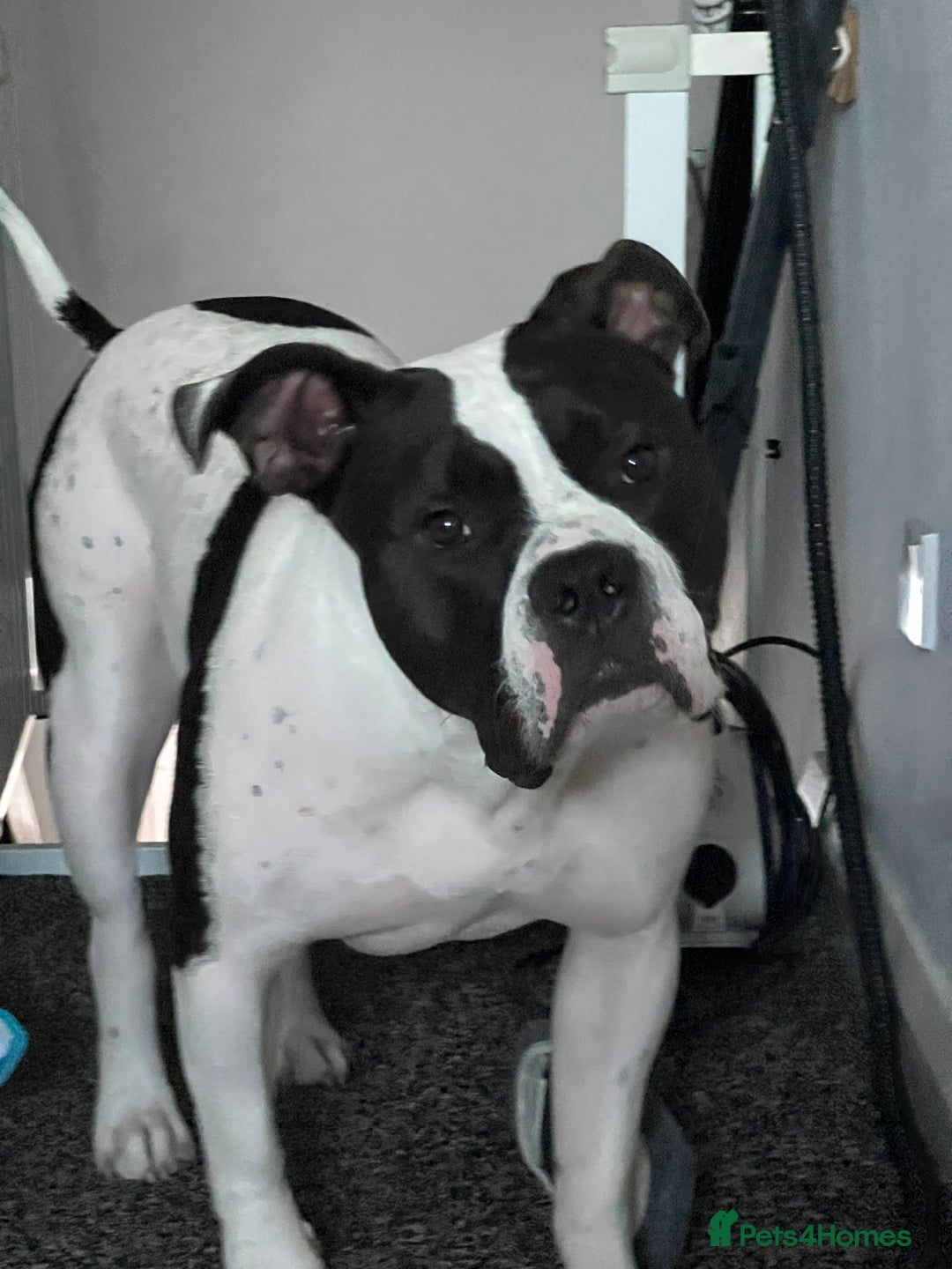 American Bulldog dogs for sale: Gorgeous American bulldog male  - Image 4