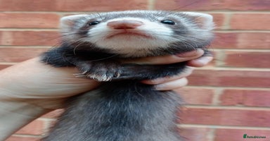 Ferret rodents - Advert 11