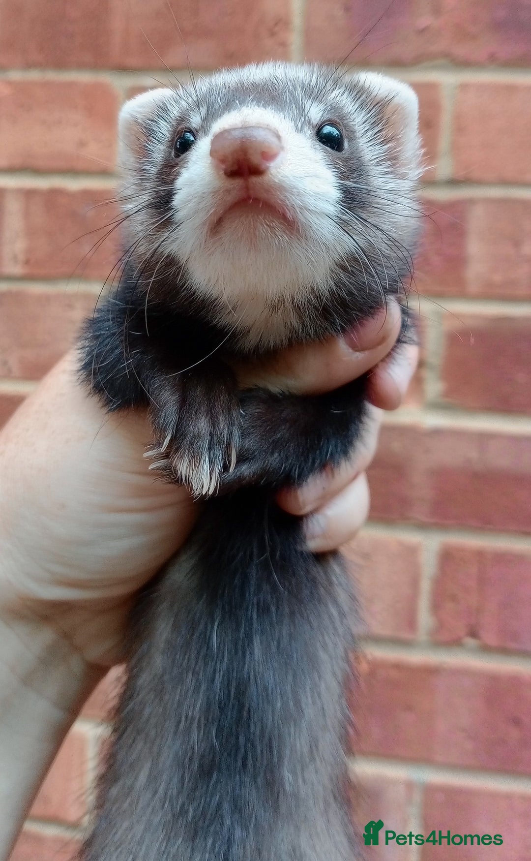 Ferret rodents for sale: 3 lovely 8 week old ferret hobs  - Image 2