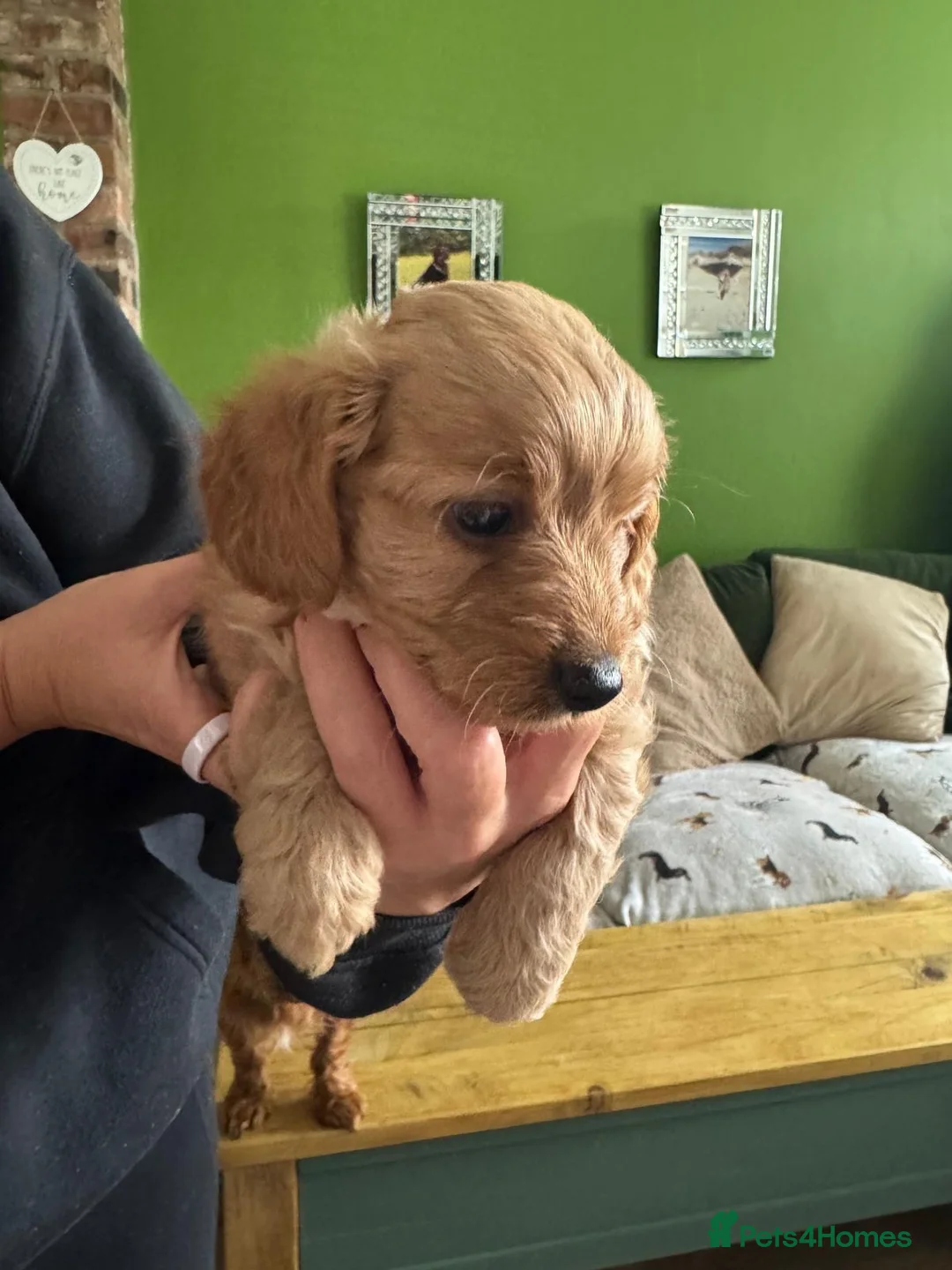Doxiepoo dogs for sale: Doxiepoo puppies  in Stockport - Advert 21