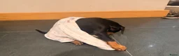 Dobermann dogs for sale: Doberman Champion health tested pup  - Advert 9