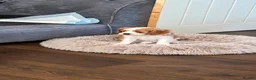 Cavalier King Charles Spaniel dogs for sale: Cavalier king charles spaniels  in Walsall - Advert 3