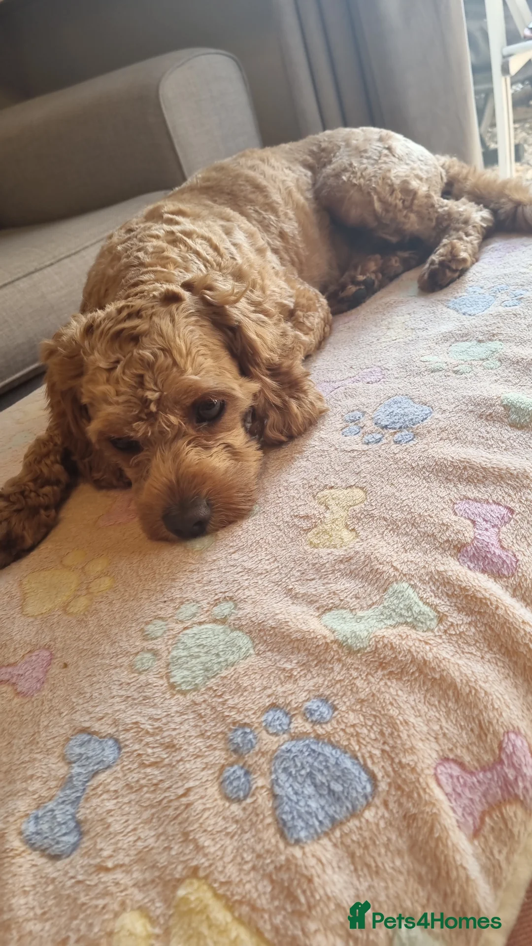 Cavapoo dogs for stud: Experienced, proven and health tested cavapoo stud in London - Advert 22