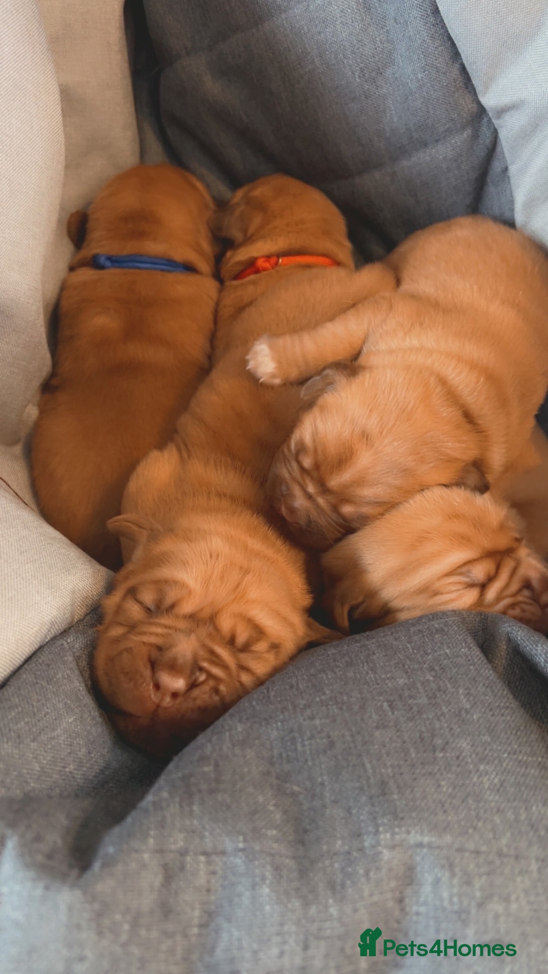 Dogue De Bordeaux dogs for sale: Beautiful KC Dogue De Bordeaux Puppies - Image 9