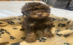 Cockapoo dogs for sale: Gorgeous litter of F1b cockapoos - Advert 14