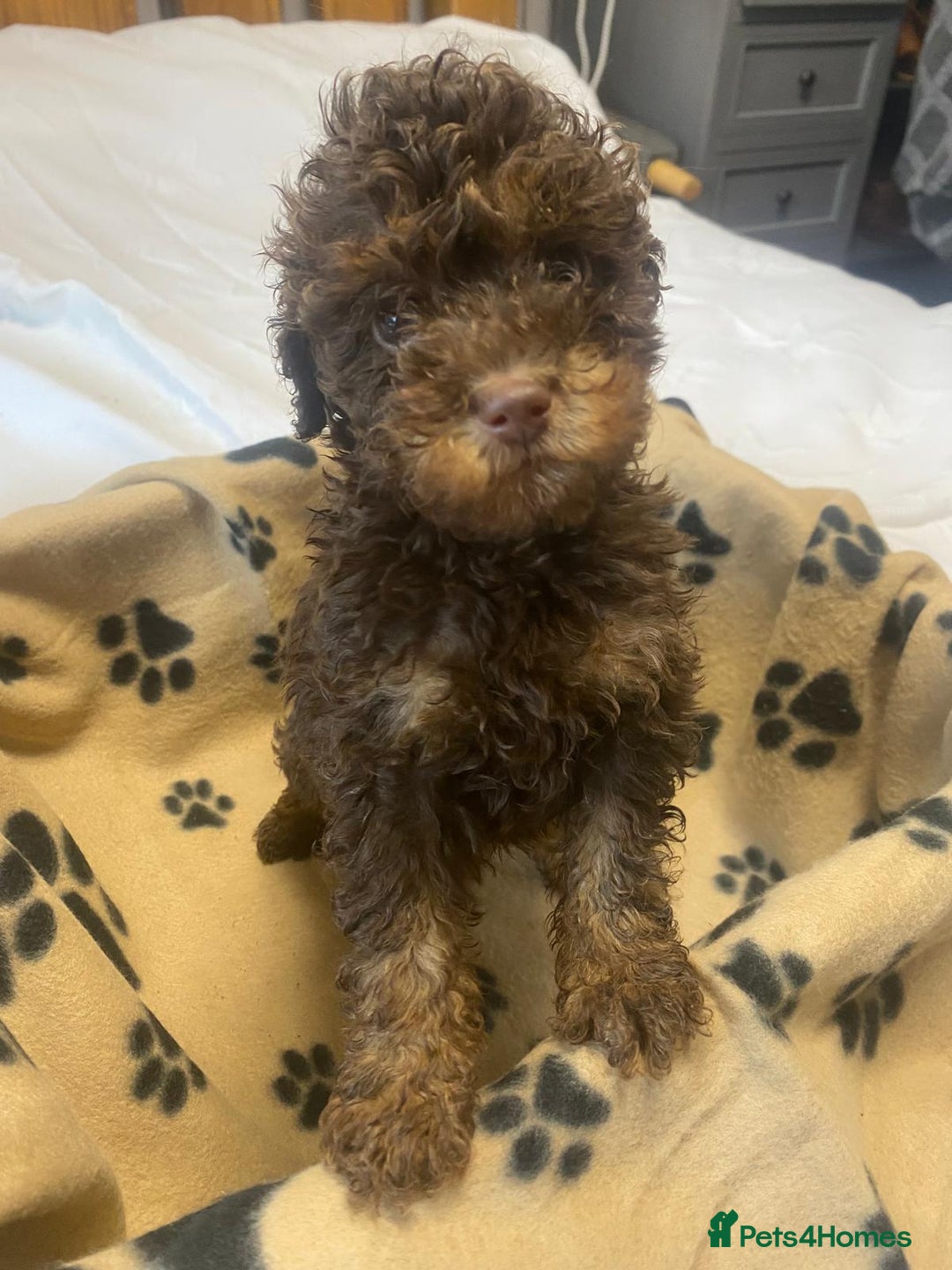 Cockapoo dogs for sale: Gorgeous litter of F1b cockapoos - Advert 14