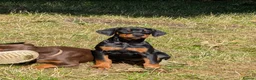 Dobermann dogs for sale: KC REGISTERED DOBERMANN PUPS – EXCEPTIONAL LITTER - Advert 13