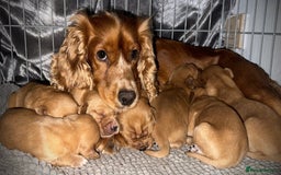 Cockerdor dogs for sale: Cockerdor puppies - Advert 7