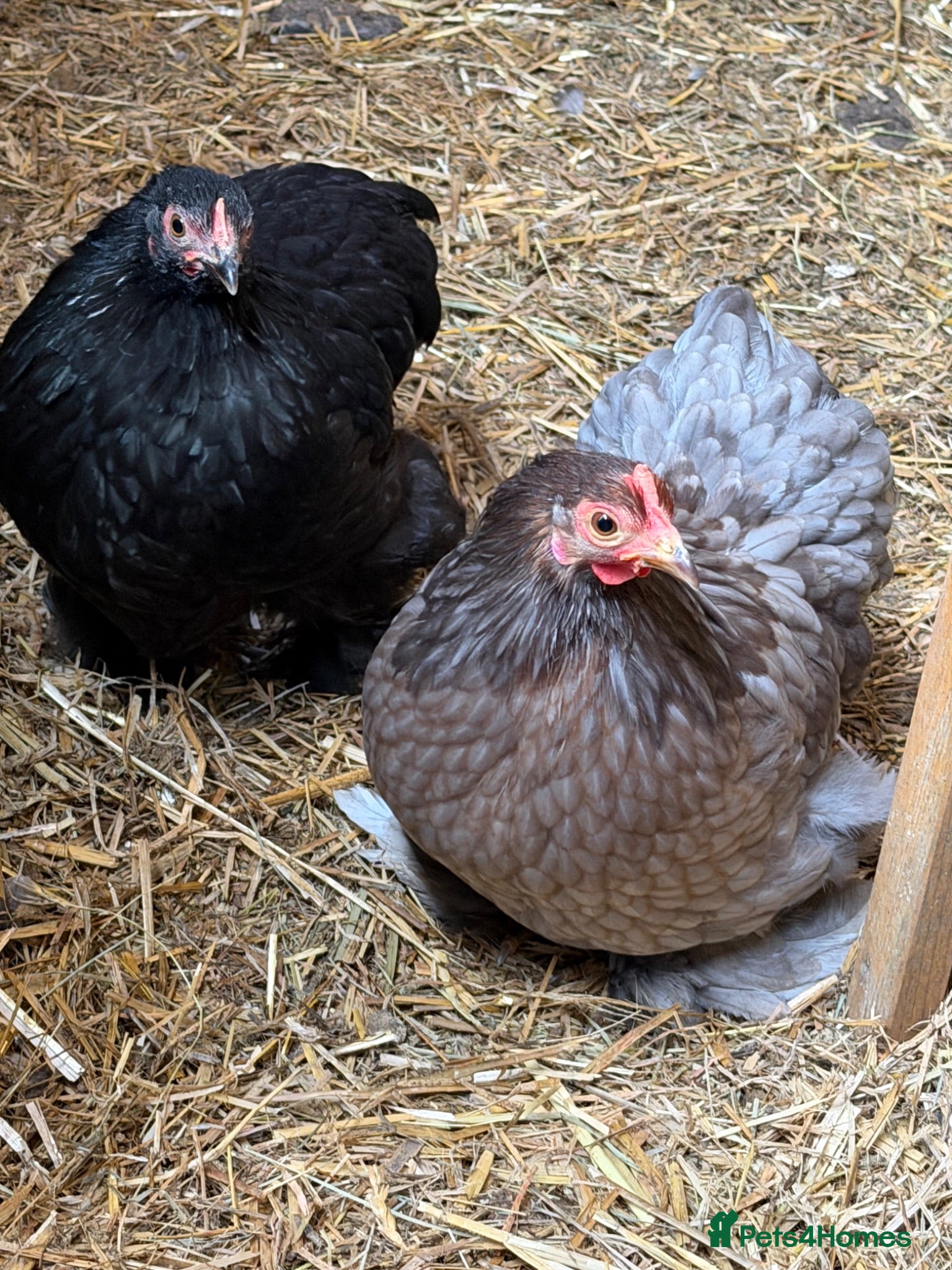 Chickens poultry Pekin bantam hens - Advert 2