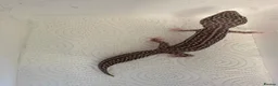 Leopard Gecko reptiles for sale: Leopard geckos for sale  in Nottingham - Advert 6