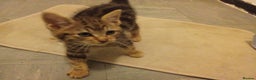 Mixed Breed cats for sale: Adorable kitten for urgent rehoming!! - Advert 3