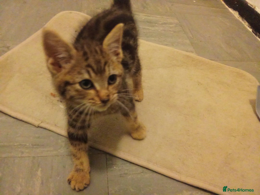 Mixed Breed cats for sale: Adorable kitten for urgent rehoming!! - Advert 3