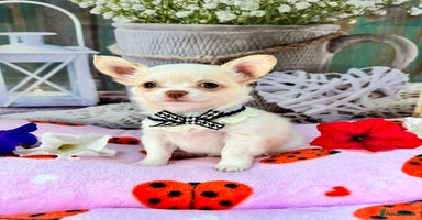 Chihuahua dogs - Advert 7