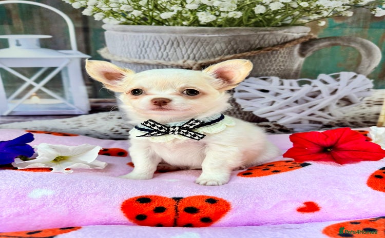 Chihuahua dogs - Advert 6