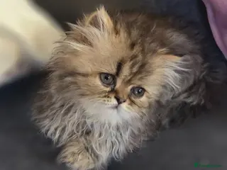 Persian cats Two Beautiful Persian male kittens - Advert 2