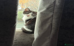 British Shorthair cats for sale: 7 kittens just turned 8 weeks  - Image 4