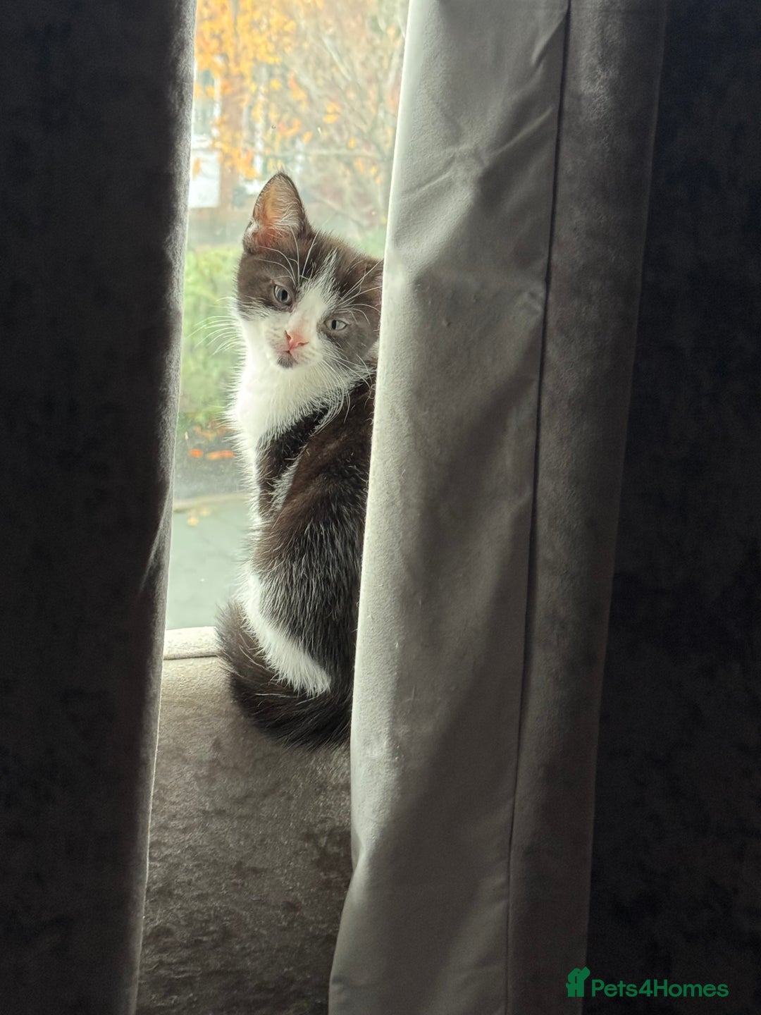 British Shorthair cats for sale: 7 kittens just turned 8 weeks  - Image 4