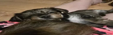 SOLD Puppy 5