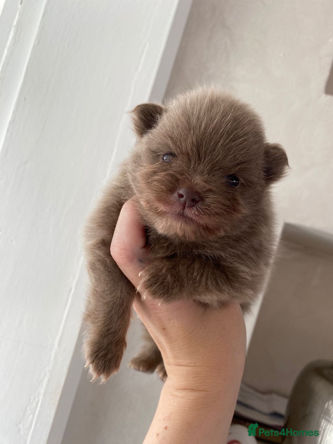 Pomeranian dogs for sale: outstanding true to typ pomeranian puppy's  - Image 2