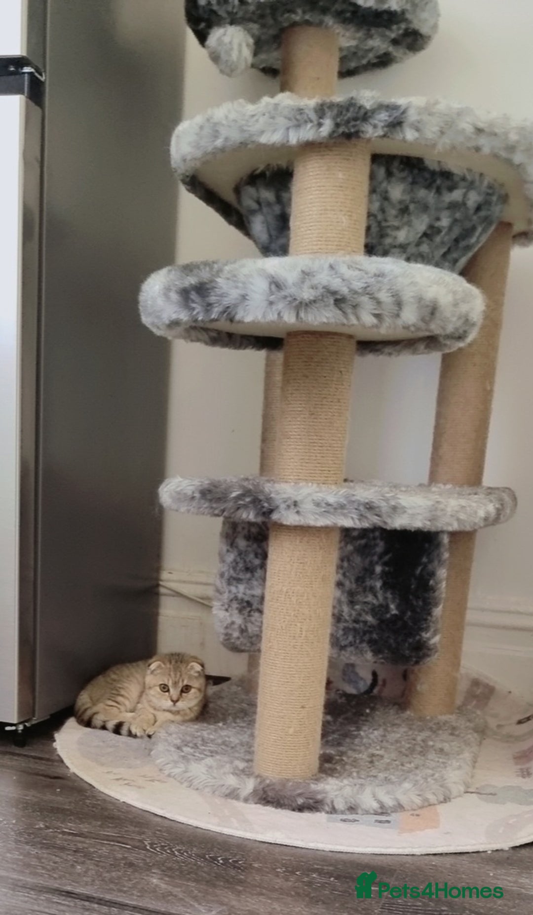 Scottish Fold cats for sale: Scottish fold 1 female left  - Image 4