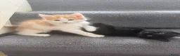 Siberian cats for sale: 8 weeks old Siberian kittens GOOD HOMES ONLY in Bootle - Advert 6
