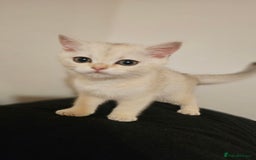 British Shorthair cats for sale: British Shorthair Kittens – Golden & Silver Shaded - Image 31