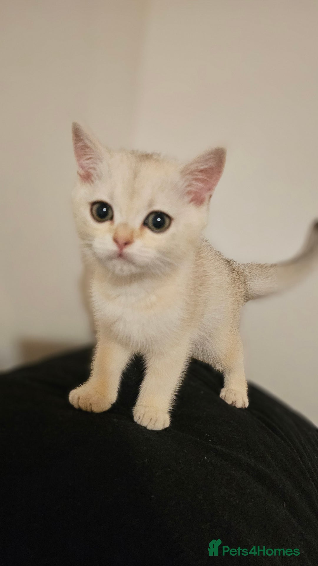British Shorthair cats for sale: British Shorthair Kittens – Golden & Silver Shaded - Image 31