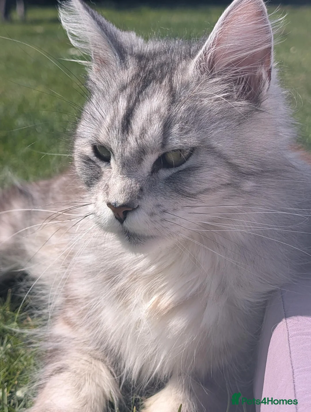 Mixed Breed cats for sale: Maine coon x - Advert 11