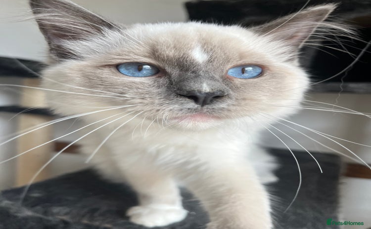 Ragdoll cats - Advert 2