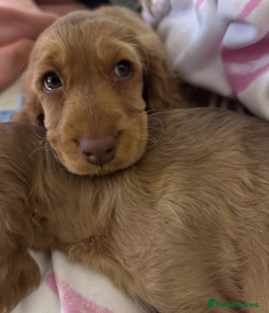 Cocker Spaniel dogs for sale: 2 x Show cocker spaniels (Red) - Image 21