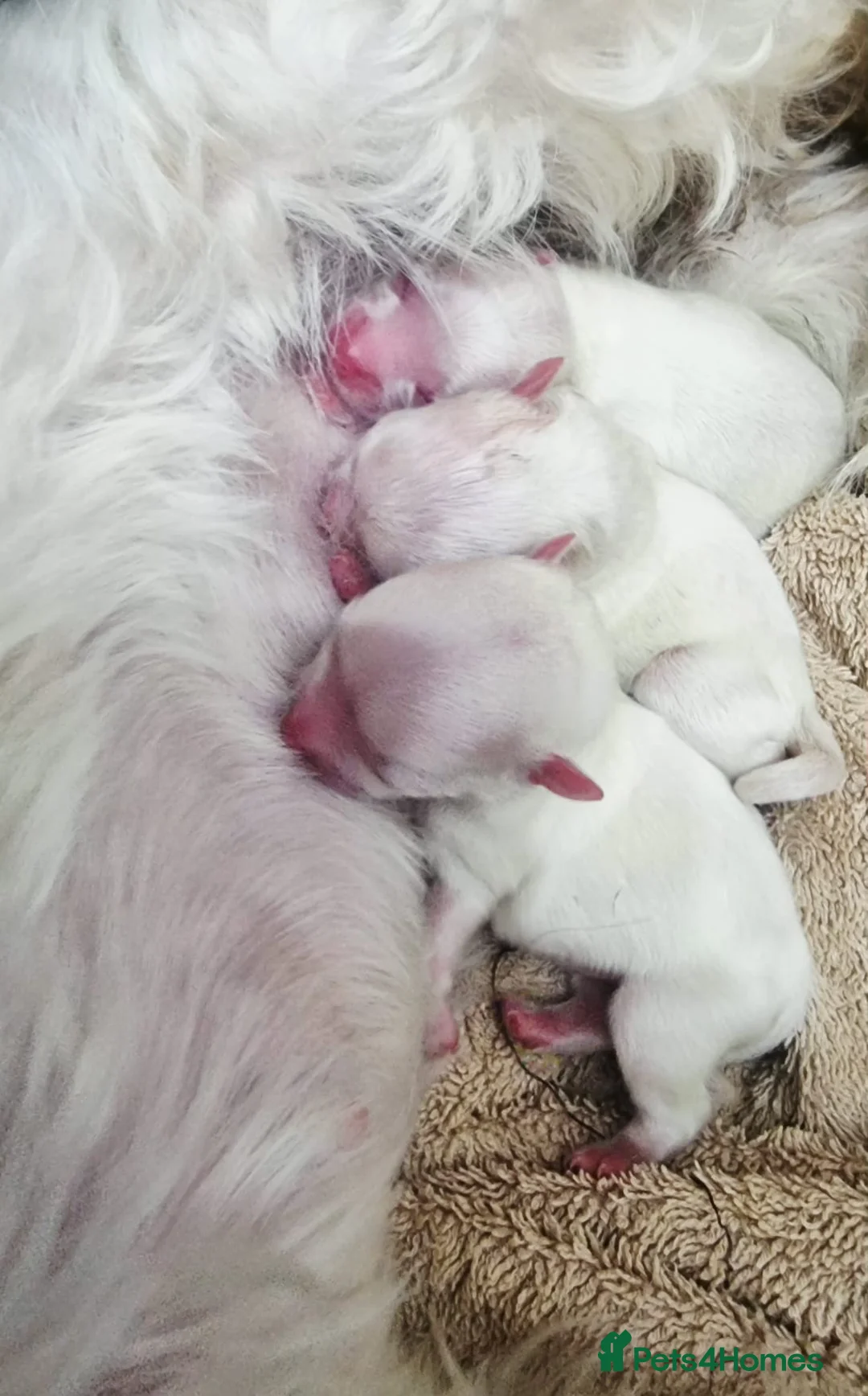 Maltese dogs for sale: Maltesse puppy  - Advert 9